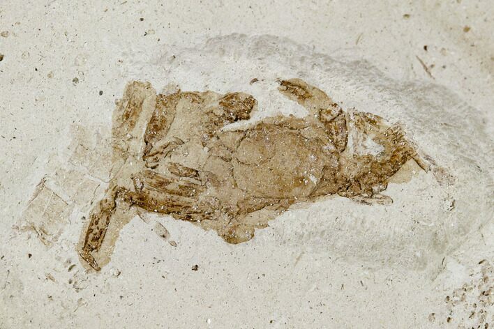 Fossil Pea Crab (Pinnixa) From California - Miocene #128096